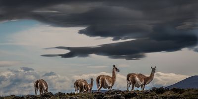 Patagonija