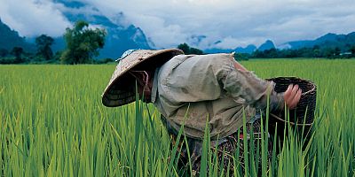 Laos, riževo polje