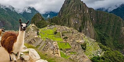 Machu Picchu, Peru, lama