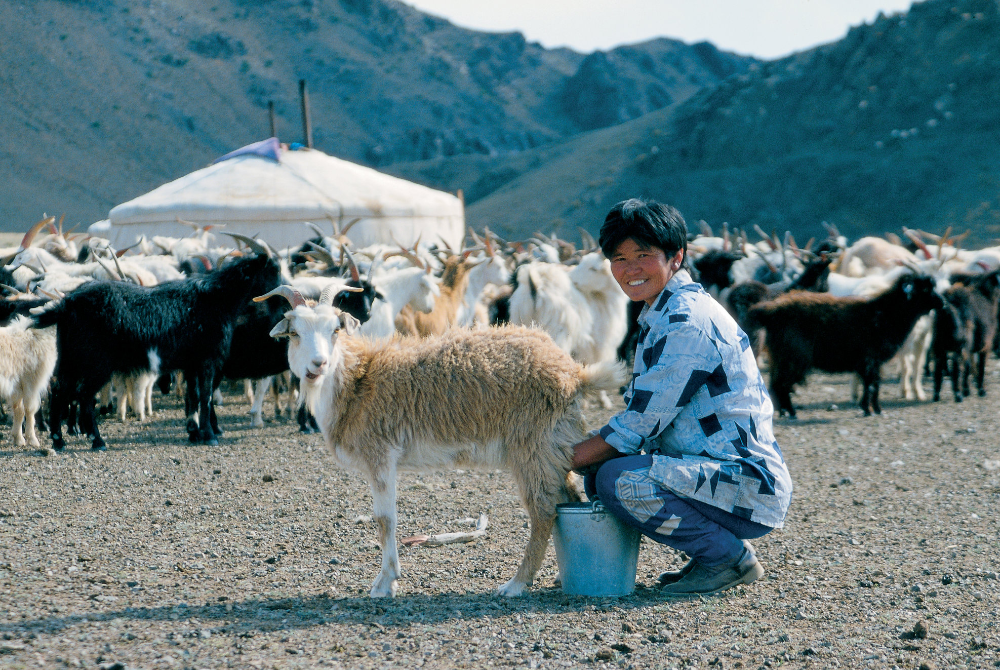 potovanje, Mongolija, ger, koze, S Kajo in Gregom po Aziji, Foto Zvone Šeruga