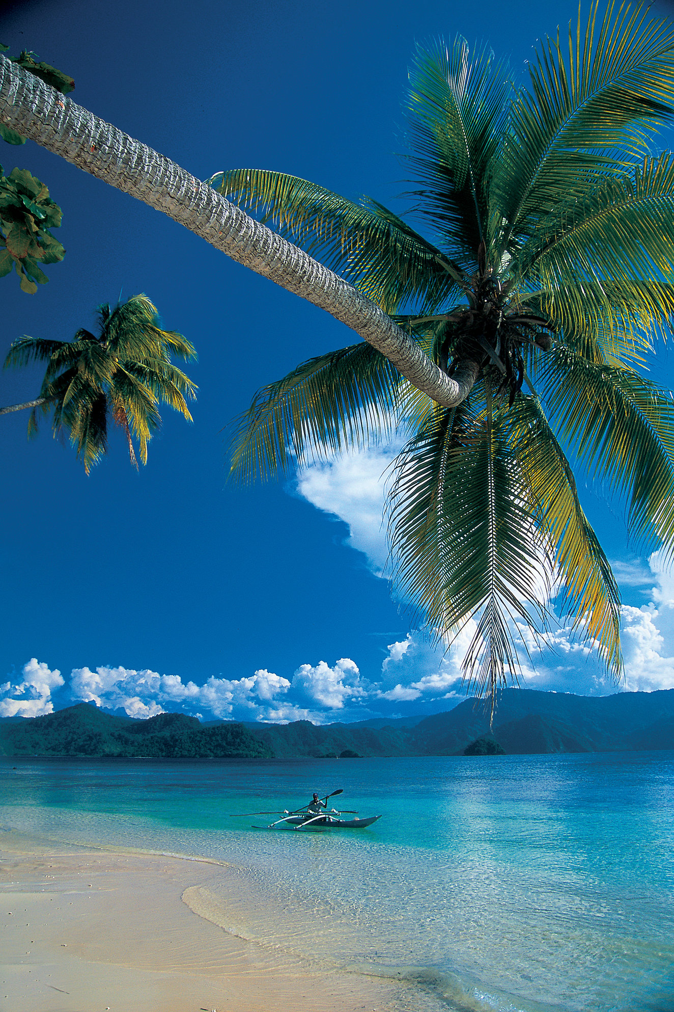 morje, palma, tropiski paradiž