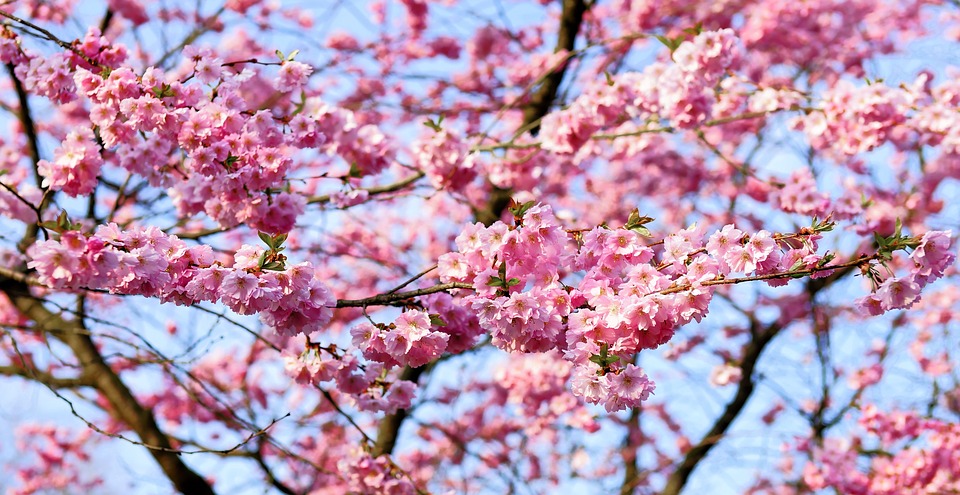 cvetoče češnje Japonska
