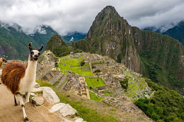 Machu Picchu, Peru, lama